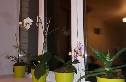 Bogdanikha Wohnung | Апартаменты ЖК Олимпийский