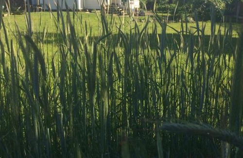 Novosergiyevo Haus | Деревенский дом на праздник