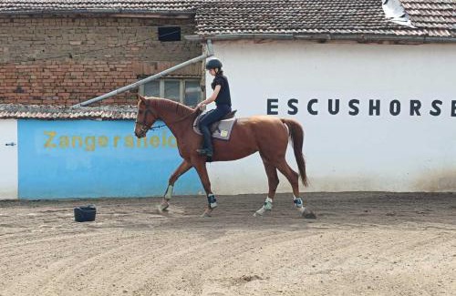 Gulyantsi Haus | Конна база Ескус Хорсес