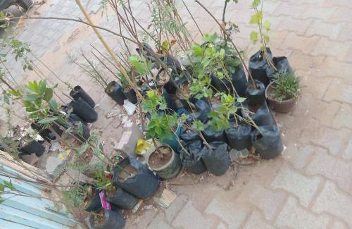 Djelfa Wohnung | ولاية الجلفة