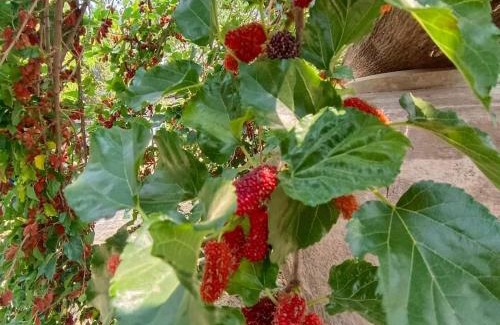 Khun Tan Haus | ต้นพร้าวรีสอร์ท Ton prao Resort
