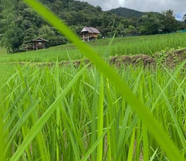 Mae Chaem Haus | บ้านพักชิปู ป่าบงเปียง