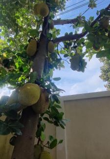 Ban Phai Haus | บ้านพักในสวนK&N2