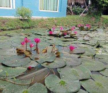 Bang Saen Ville Sonstige | บ้านเพื่อนโฮมสเตย์