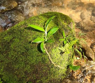 Phrom Khiri Bed & Breakfast | สถานีน้ำหวาน รีสอร์ท น้ำตกอ้ายเขียว