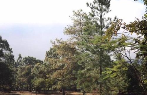 Pang Mu Haus | สวนสน โฮมสเตย์