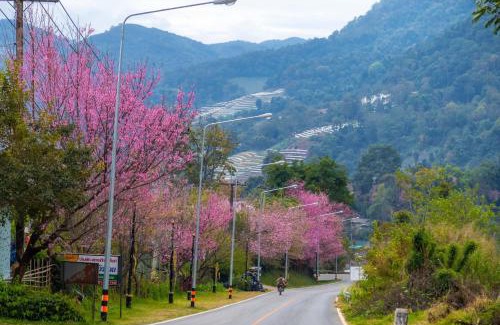 Chom Thong Haus | อินทนนท์ เล่าจู
