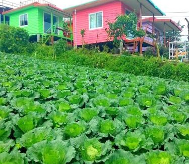 Lom Kao Kabine | ไร่รุ่งอรุณ ภูทับเบิก