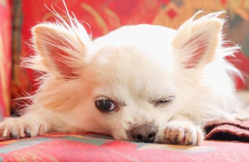 Akita Haus | みんなの実家門脇家