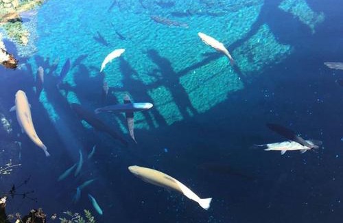 Oshino Wohnung | イングリッシュコテージ メイハウス