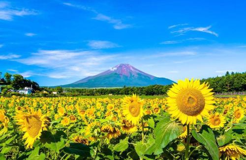 Oshino Wohnung | イングリッシュコテージ メイハウス