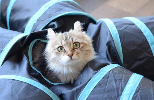 Shakotan-cho Hotel | ニャー助のホテルん