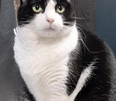 Mizuho Ward Wohnung | ペットも泊まれる小さなお宿虎凜Korin