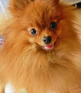 Koya-cho Haus | ペット可 Clear Up Guest House