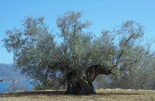 Tonosho Resort | 千年オリーブテラス for your wellness 「The STAY」