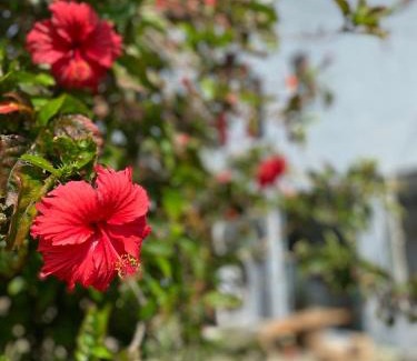 Eluan Haus | 墾丁花見小院Villa包棟民宿