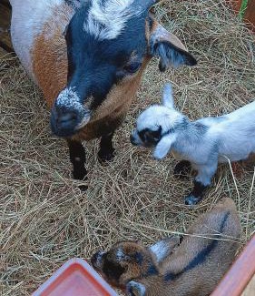 Hengchun Bed & Breakfast | 墾丁阿可休閒農莊