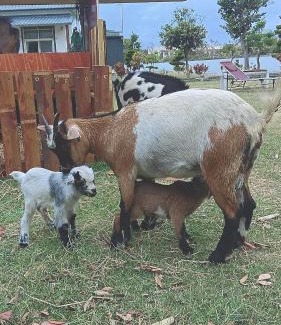 Hengchun Bed & Breakfast | 墾丁阿可休閒農莊
