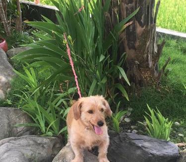 Dongshan Haus | 宜蘭樂活小屋