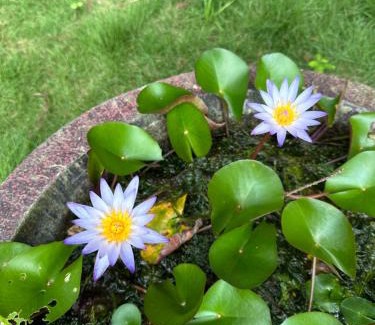 Guoxing Kabine | 寵物友善 漫步森活 九樺落羽松民宿