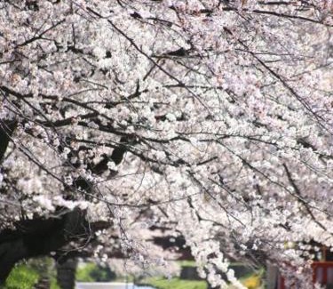 Kawagoe Haus | 小江戸川越ハウス