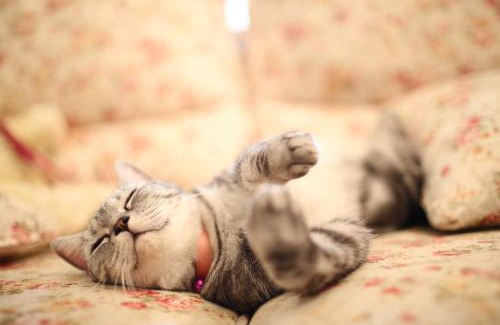 Taitung City Centre Haus | 小貓兩三隻民宿 Kittens B&B 貓咪民宿&寵物友善