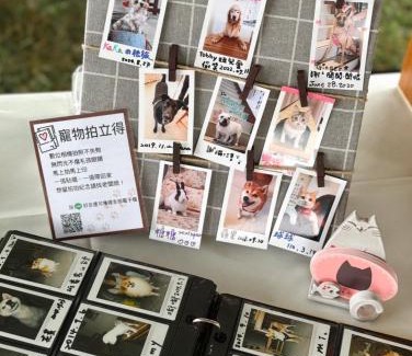 Taitung City Centre Haus | 小貓兩三隻民宿 Kittens B&B 貓咪民宿&寵物友善