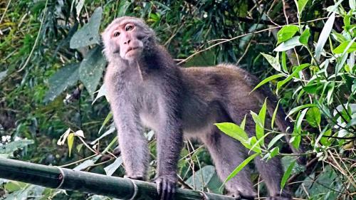 Gukeng Haus | 幸福檜木屋民宿