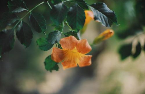 Onomichi Wohnung | 旧雨今雨