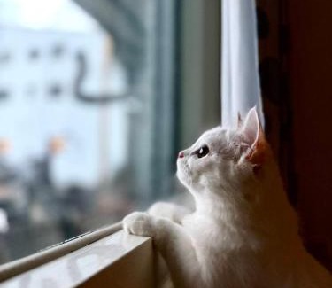 Chishang Haus | 池上投優榻 Smart living B&B