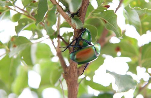 Dongshan Haus | 田心民宿