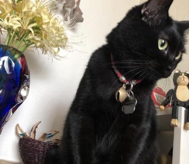 Shussaku Cho Bed & Breakfast | 男性のみでの利用不可ーペット連れ歓迎 女性連れ専用ーotomari MUSUHIータイ古式マッサージや妊産婦ケアが受けられる 源泉掛け流し温泉側の宿 ドッグラン可