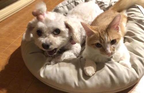 Shussaku Cho Bed & Breakfast | 男性のみでの利用不可ーペット連れ歓迎 女性連れ専用ーotomari MUSUHIータイ古式マッサージや妊産婦ケアが受けられる 源泉掛け流し温泉側の宿 ドッグラン可