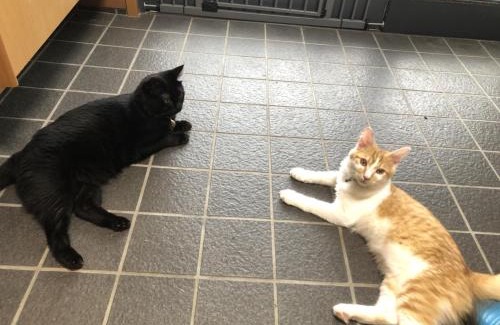 Shussaku Cho Bed & Breakfast | 男性のみでの利用不可ーペット連れ歓迎 女性連れ専用ーotomari MUSUHIータイ古式マッサージや妊産婦ケアが受けられる 源泉掛け流し温泉側の宿 ドッグラン可