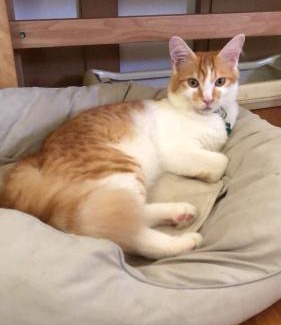 Shussaku Cho Bed & Breakfast | 男性のみでの利用不可ーペット連れ歓迎 女性連れ専用ーotomari MUSUHIータイ古式マッサージや妊産婦ケアが受けられる 源泉掛け流し温泉側の宿 ドッグラン可