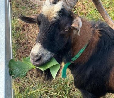 Liuqiu Haus | 番仔厝包棟民宿