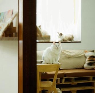 Taitung City Centre Haus | 癒室Healing space貓咪咖啡廳寵物友善民宿-台東縣民宿2094號