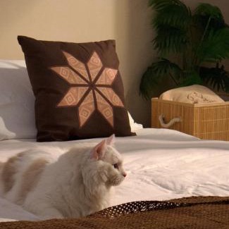 Taitung City Centre Haus | 癒室Healing space貓咪咖啡廳寵物友善民宿-台東縣民宿2094號