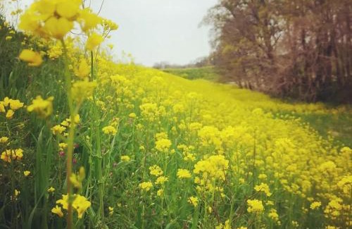 Kawajima Villa | 百年民宿 中里家