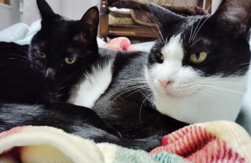 Danshi Cho Haus | 農家民宿河西園