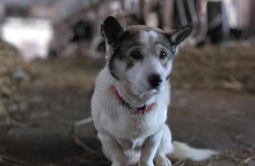 Setana Haus | 農家民泊せたな牛ハウス