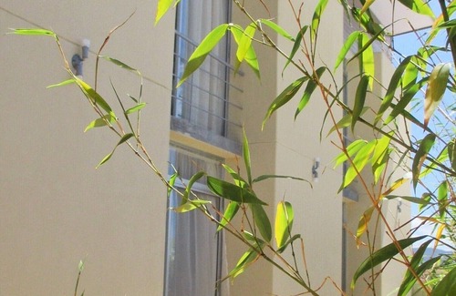 San Jose Wohnung | 2 CedarCats Short Stay Apartments