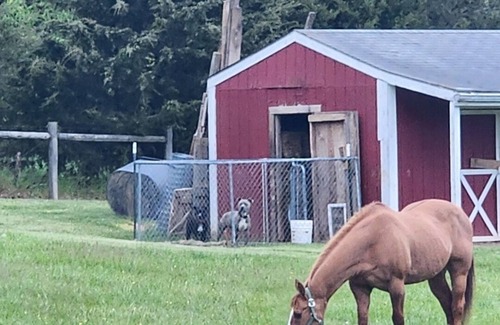 Luray Haus | 2nd floor, 4-bedroom space in Luray with a pool and a firepit
