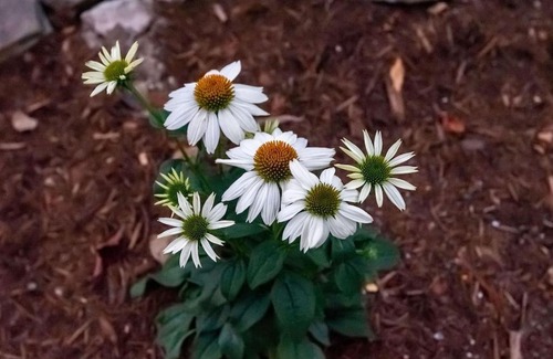 Moravian Falls Haus | 40 Acres w/Waterfalls, Vineyard, Stream, 5 bedroom