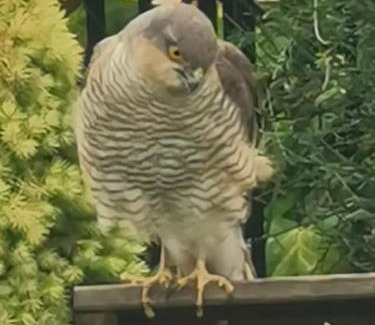 Belper Haus | A Bird House