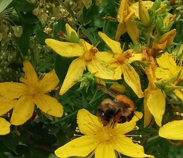 Belper Haus | A Bird House