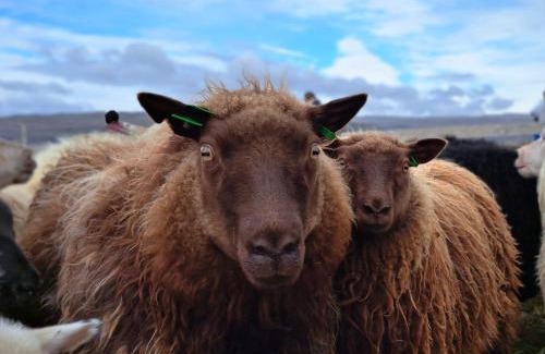 Vesturbyggð Wohnung | Ægisholt privete house with hot tub