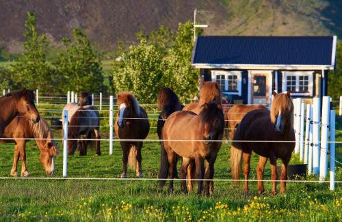 Sveitarfelagid Olfus Haus | Akurgerði Guesthouse 2 - Country Life Style