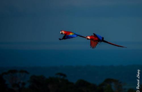 Puerto Jimenez Haus | Albergue La Laguna