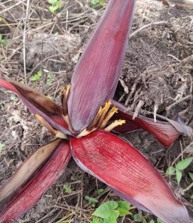 Buenavista Haus | Alojamiento con Historia - Finca el balcon